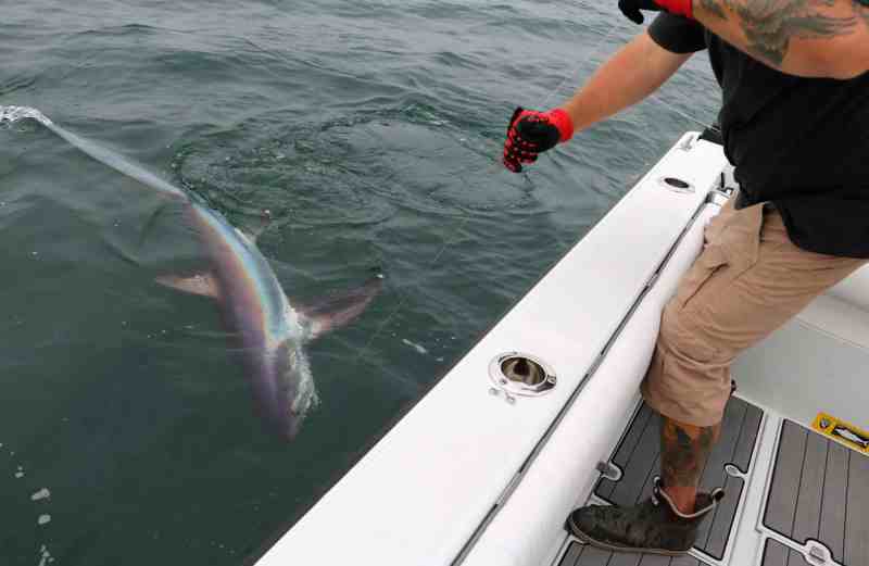 Thresher shark caught using a circle hook