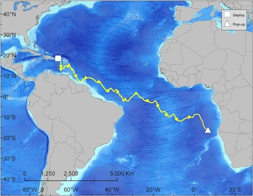 Great Marlin Race Great Marlin Race