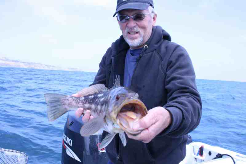 Big calico bass are biting full speed off Southern California