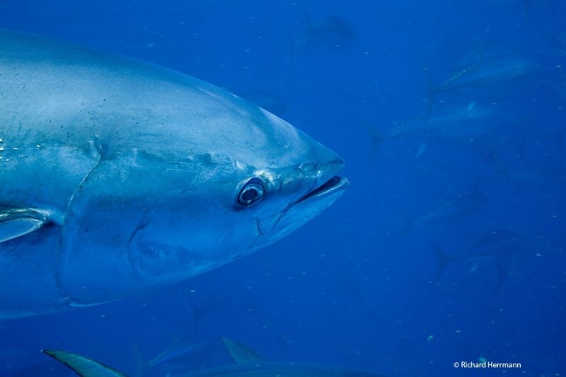 bluefin bluefin