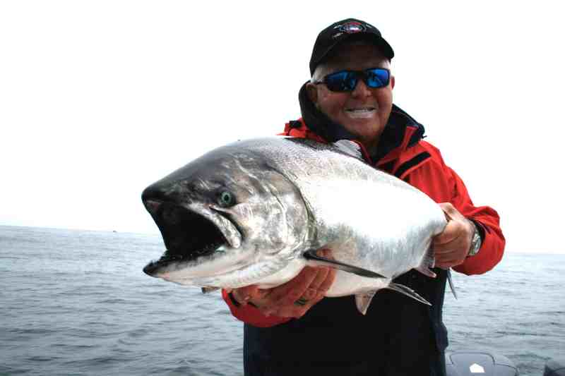 California King Salmon Comeback