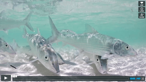 Bonefish.Montocchio Bonefish.Montocchio