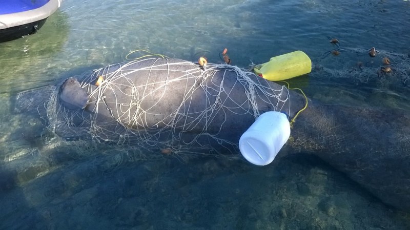 manatee manatee