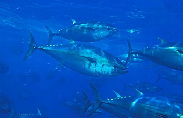 Reduced daily bag limits for Pacific bluefin tuna U.S. Fishery Managers Vote to Cut Pacific Bluefin Tuna Limits