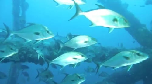 Rigs.To.Reefs.Fish.Pic Rigs.To.Reefs.Fish.Pic