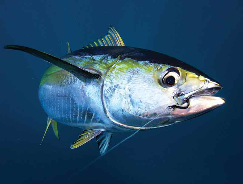 Tuna hooked with circle hook