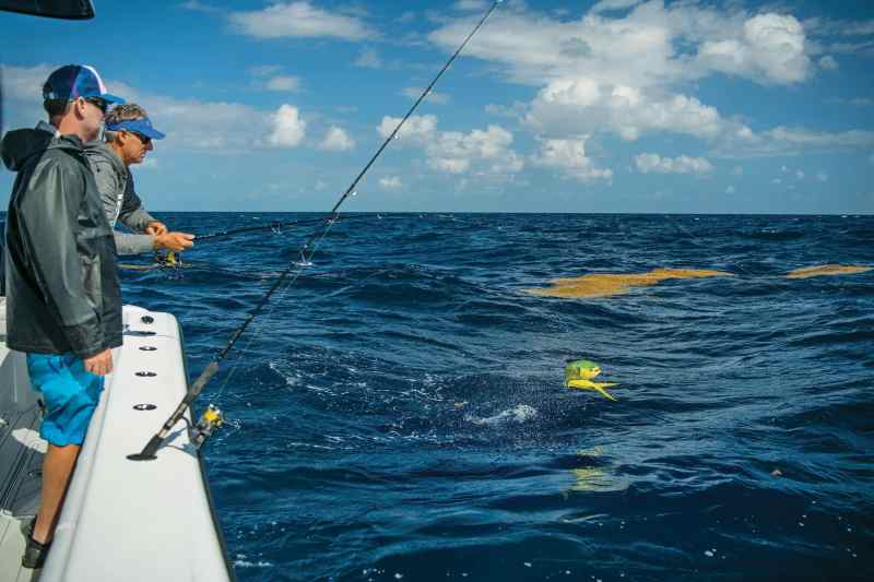 Bluewater with sargassum patch