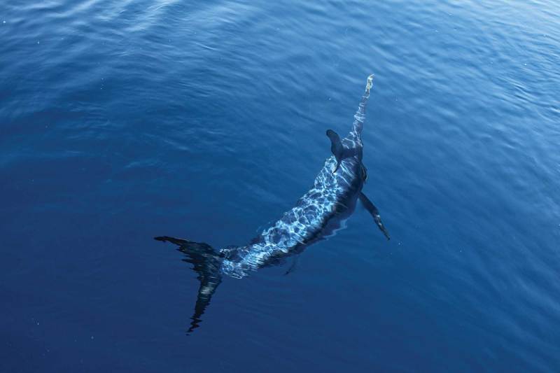 Massive swordfish caught in Southern California