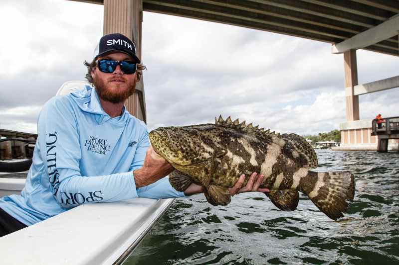 Small goliath grouper caught under a Florida bridge