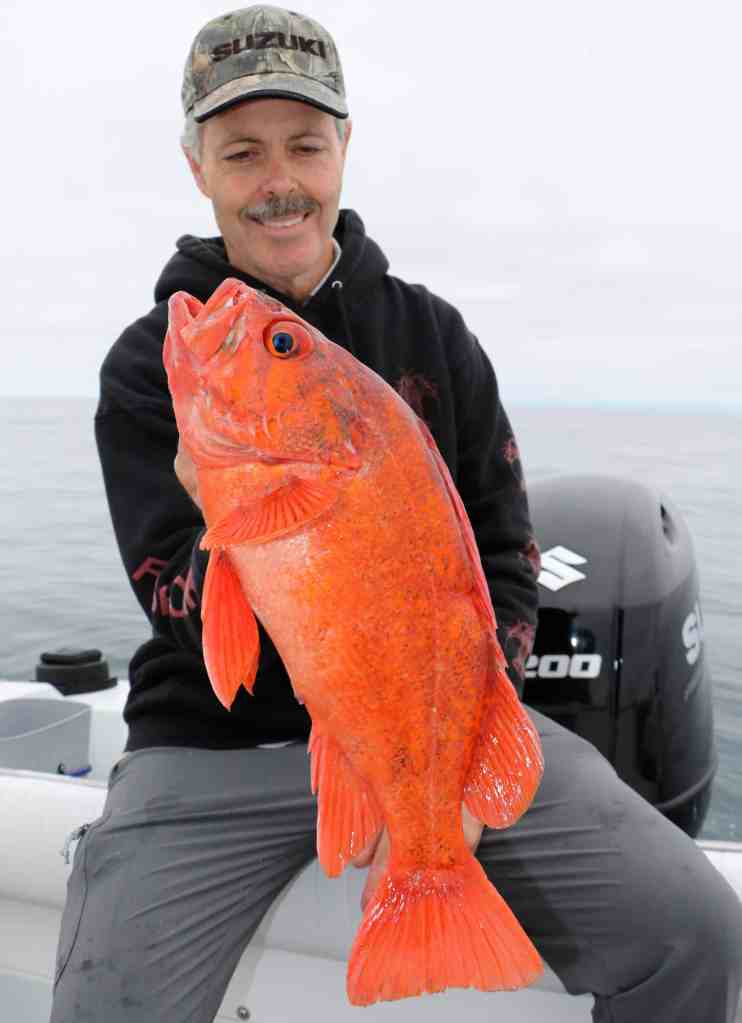 Very large red rockfish caught