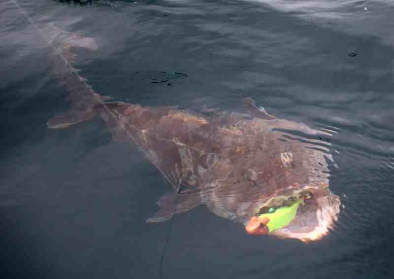 Huge lingcod brought to the surface
