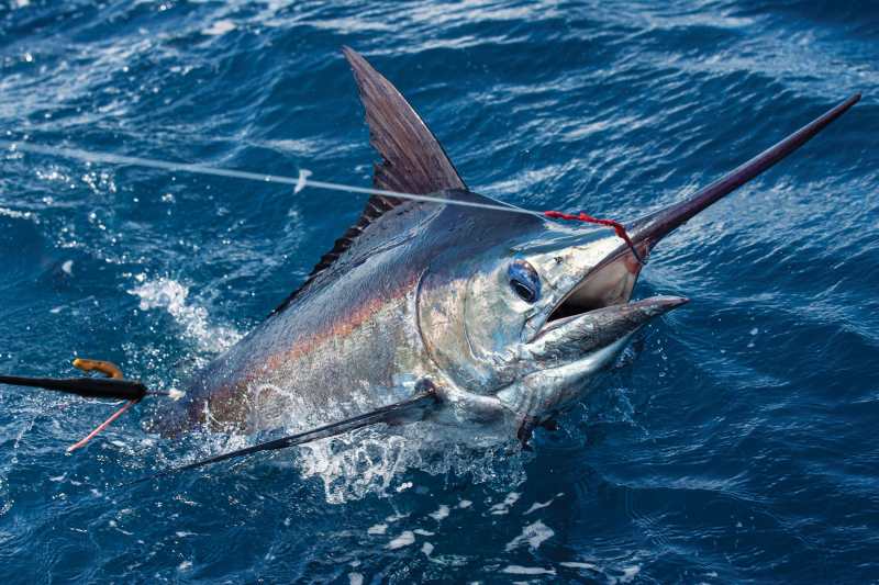 Marlin caught using a J-hook setup