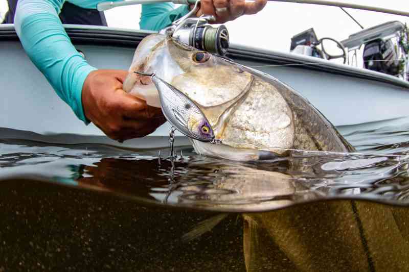 Hell's Bay snook boatside