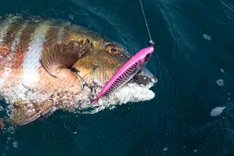 Barred pargo caught on a lure