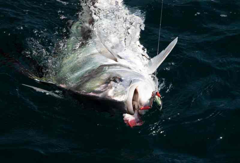 Roosterfish caught using a Panic Popper