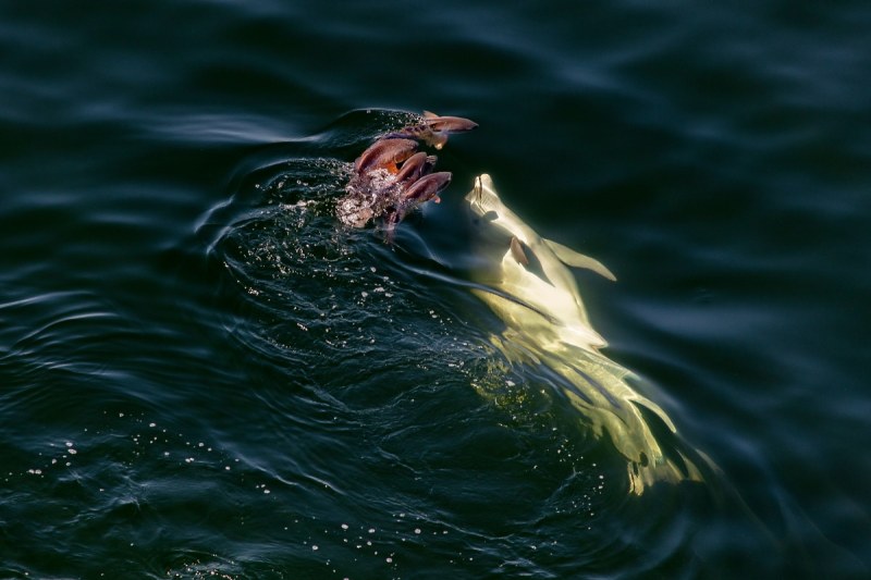 Dolphin attack from below