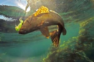 Calico bass eating a lure in a kelp bed
