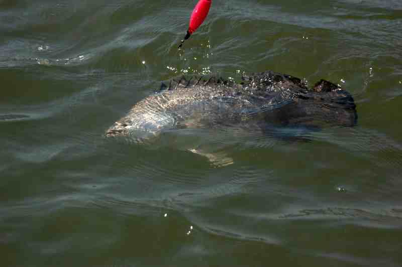 Tripletail caught on a popping cork