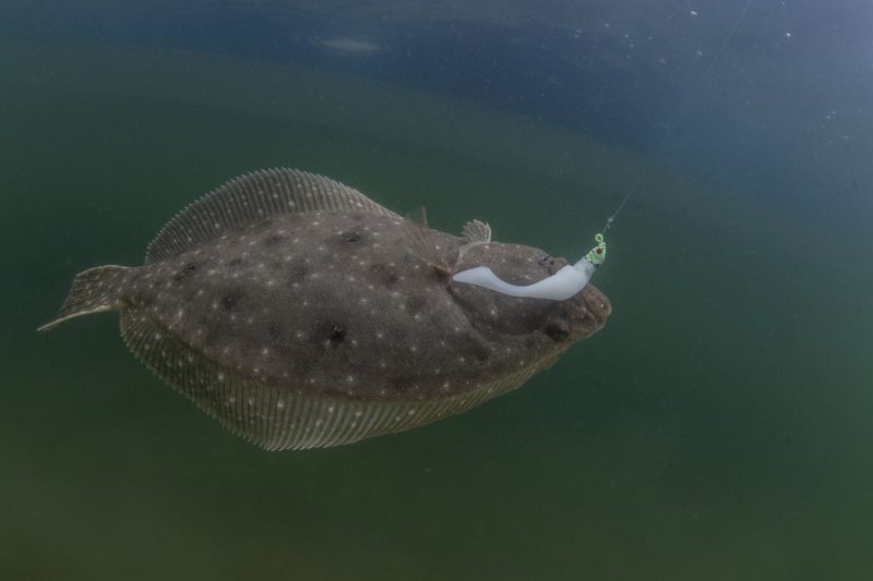 Flounder caught in Cedar Key