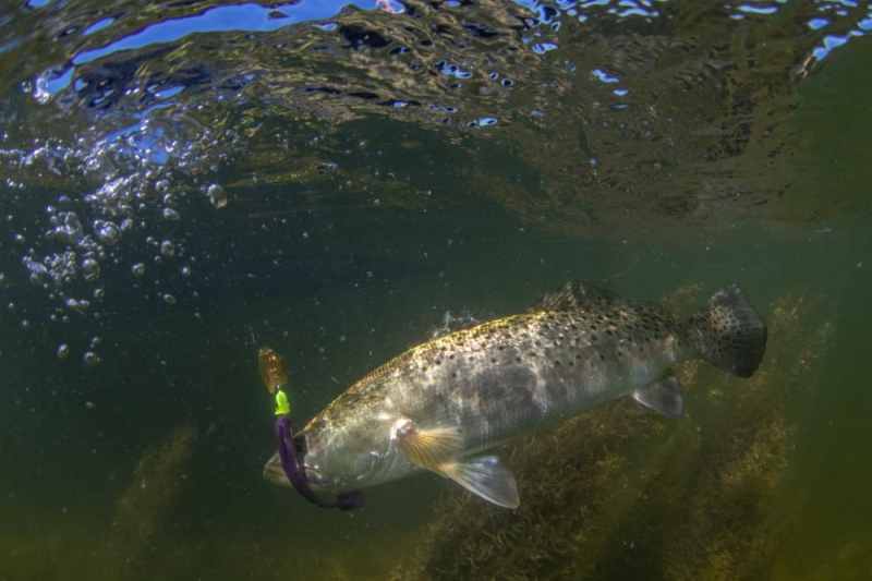 Cedar Key trout