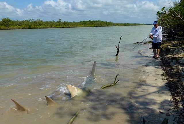 Sawfish Release Sawfish Release