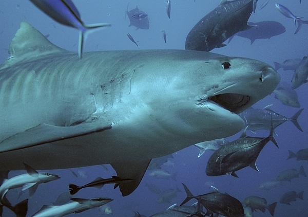 tiger shark tiger shark
