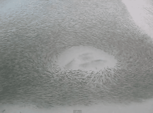Bait Scattering Bait Scattering