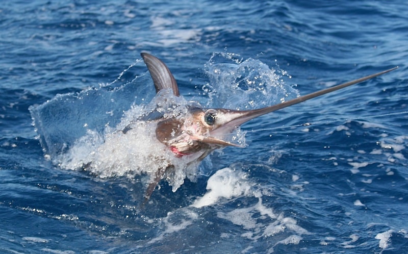 Swordfish Jumping Swordfish Jumping