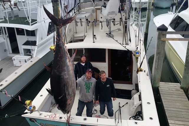 Virginia Bluefin Virginia Bluefin