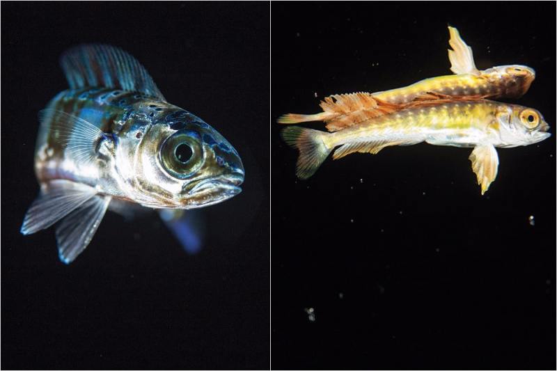 baby mahi, baby dorado, baby dolphin