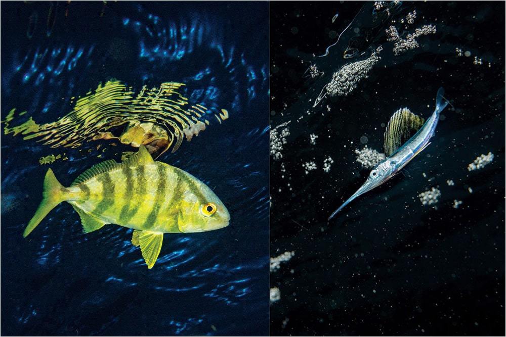 How Do Fish Have Sex and Reproduce? | Sport Fishing Mag