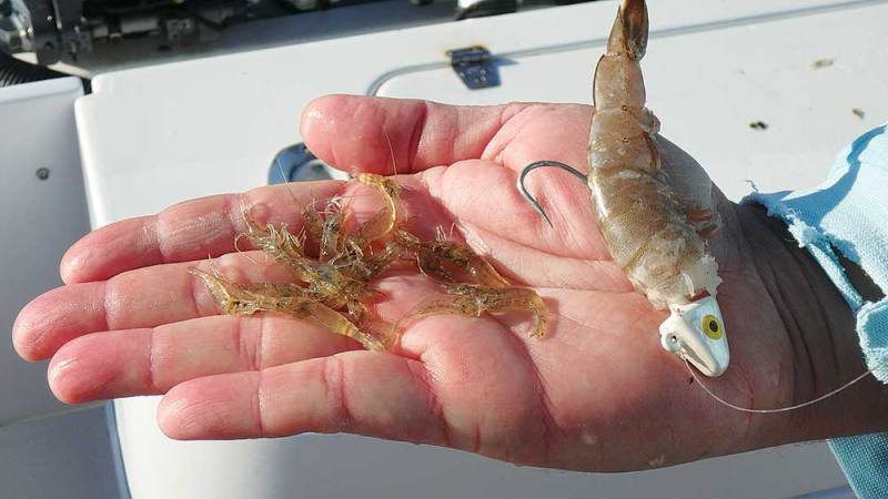 using lures and jigs for weakfish