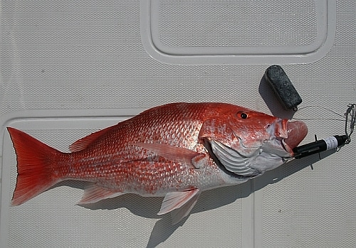 red snapper showing barotrauma red snapper showing barotrauma