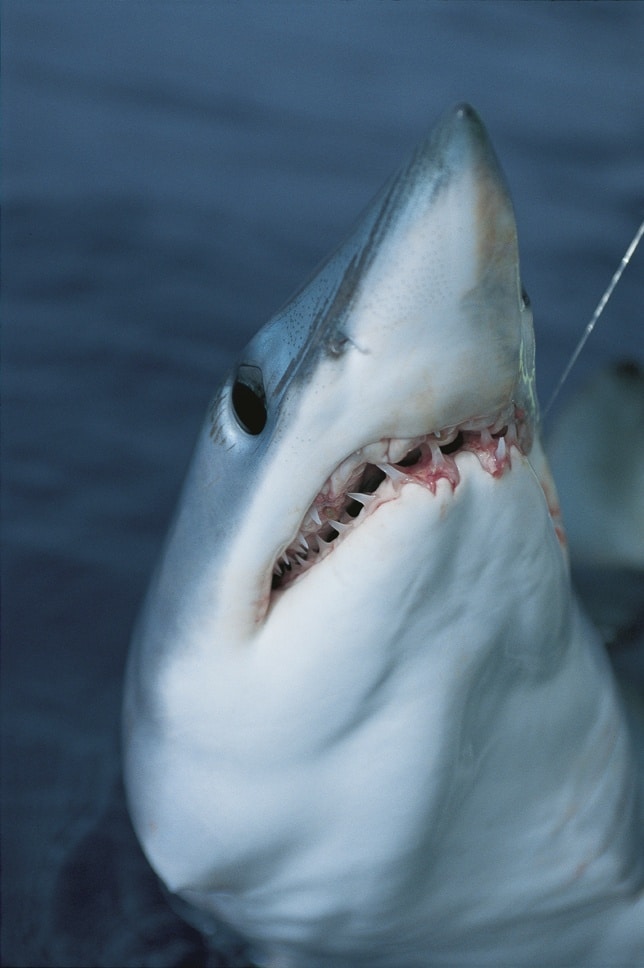 A mako shark smiles for the camera off New Zealand