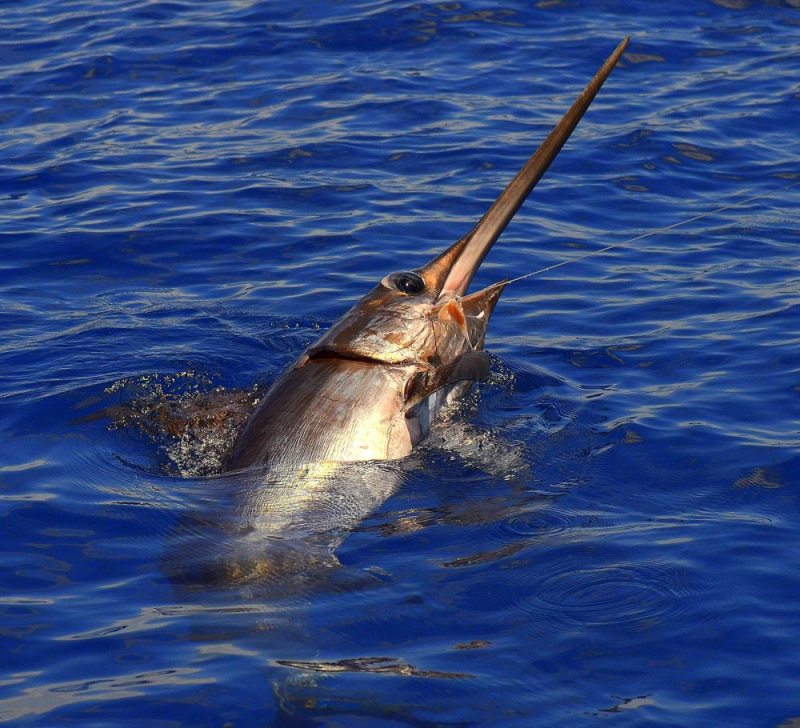 swordfish swordfish