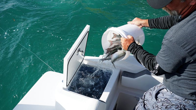Blackfin 272 center console saltwater fishing boat livewell bait