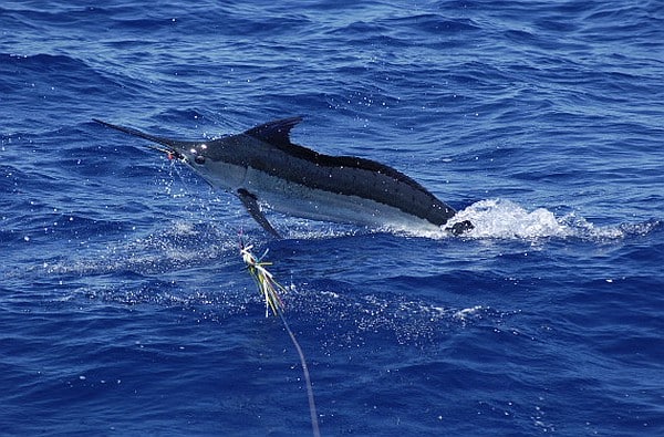 blue marlin blue marlin