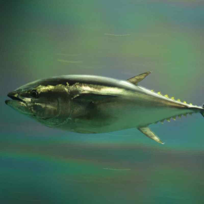 Pacific bluefin tuna
