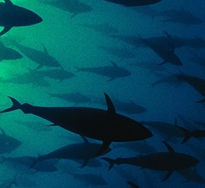 Bluefin Tuna School 26 May 2009, Malta --- Atlantic bluefin tuna (Thunnus thynnus) shoal, captive, Malta, Mediteranean, May 2009 WWE OUTDOOR EXHIBITION. NOT AVAILABLE FOR GREETING CARDS OR CALENDARS. WWE BOOK *PRESS IMAGE --- Image by © Wild Wonders of Europe / Zankl/Nature Picture Library/Corbis