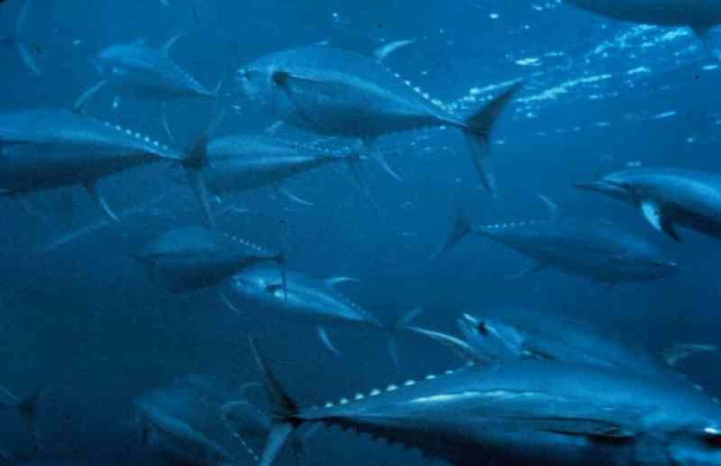 Bluefin Tuna Bluefin Tuna