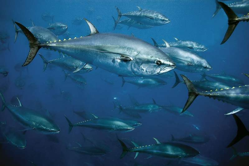 Bluefin Tuna Schooling
