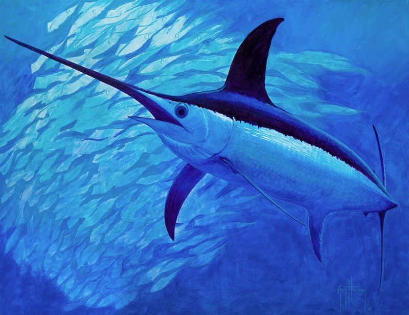 Guy Harvey painting calamari dreaming