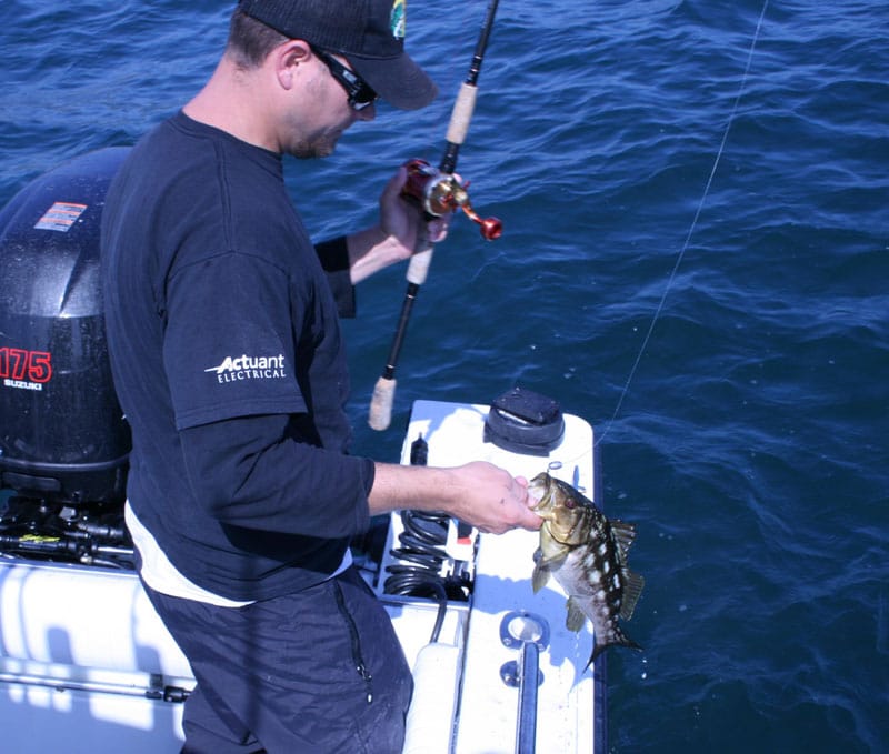 calico-bass-06_06.jpg