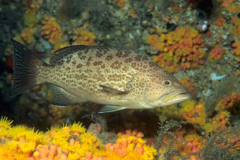 Grouper 44