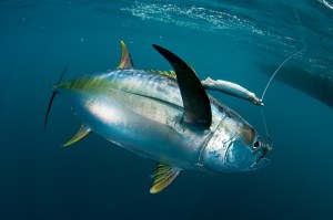 Atlantic Canyon Runners canyon-fishing-1-mark-b-hatter.jpg