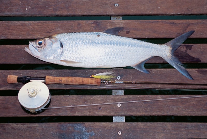 Pacific ("oxeye") tarpon caught on fly, Australia