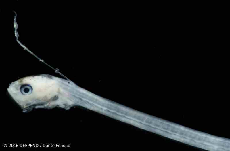 A deep-sea monster, the pearlfish