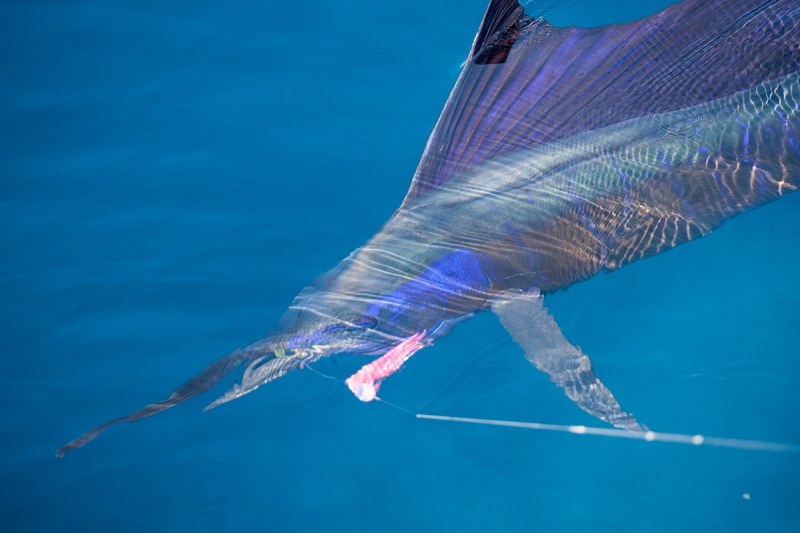 sailfish