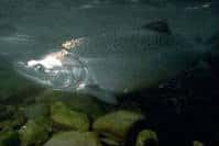 Oregon and Washington Ban Gillnets on the Columbia Oregon and Washington Ban Gillnets on the Columbia