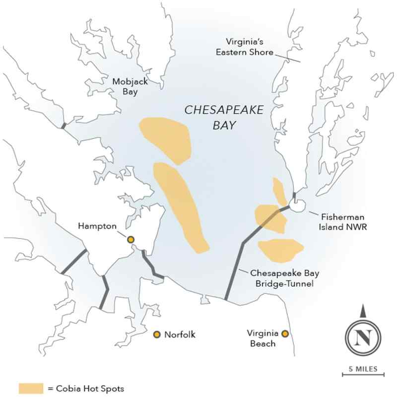 Cobia hotspots Chesapeake Bay